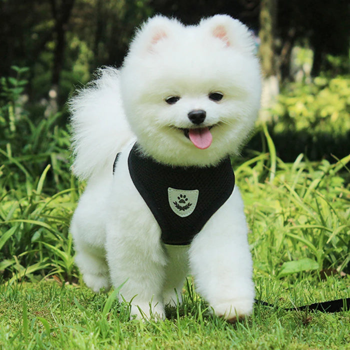 Accessori per cani Pettorina e guinzaglio per cani in rete traspirante Set Pettorina per cuccioli di gatto Gilet per cani di piccola taglia Chihuahua arnes para perro 35