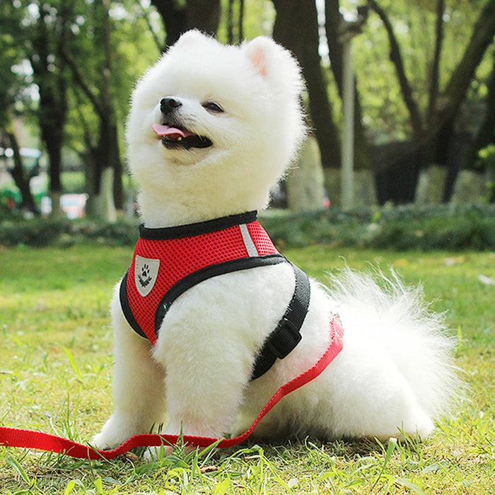 Accessori per cani Pettorina e guinzaglio per cani in rete traspirante Set Pettorina per cuccioli di gatto Gilet per cani di piccola taglia Chihuahua arnes para perro 35