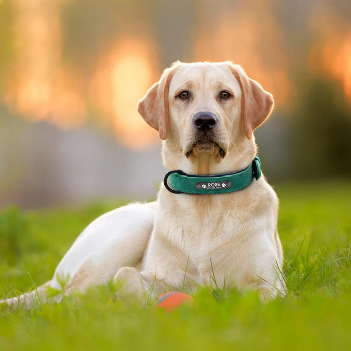 Collari per cani Collare per cani in pelle personalizzato personalizzato Nome Tag identificativi per cani di piccola taglia media grande Pitbull Bulldog Beagle Correa Perro